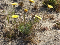 Malacothrix californica