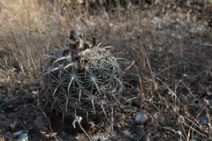 Coryphantha retusa