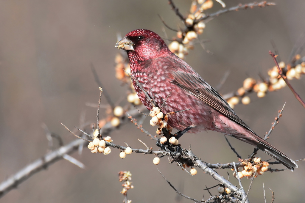 Great Rosefinch photo