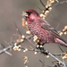 Great Rosefinch - Photo (c) dssh, some rights reserved (CC BY-NC)