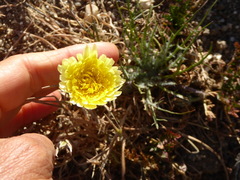 Malacothrix californica