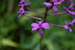 Epidendrum jamiesonis