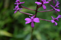 Epidendrum jamiesonis