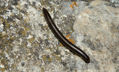 Pachyiulus flavipes