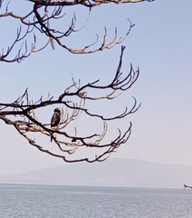 Microcarbo africanus