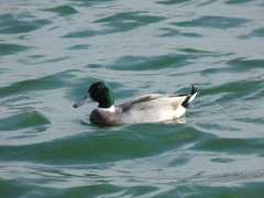 Anas platyrhynchos × acuta