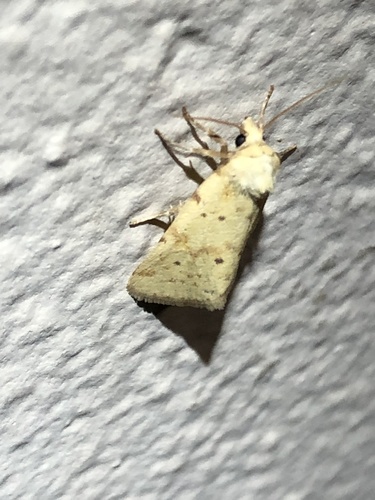 Azenia implora photo 3