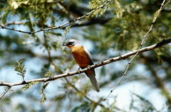 Melaenornis semipartitus