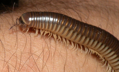 Pachyiulus flavipes