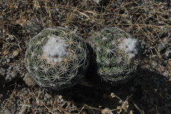 Coryphantha retusa
