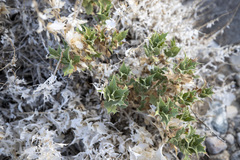 Ambrosia ilicifolia