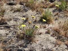 Malacothrix californica