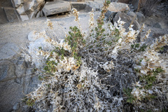 Ambrosia ilicifolia