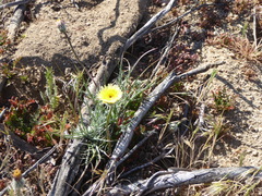 Malacothrix californica
