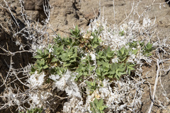 Ambrosia ilicifolia