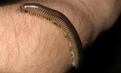 Pachyiulus flavipes