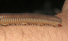 Pachyiulus flavipes
