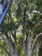 Elaeodendron orientale