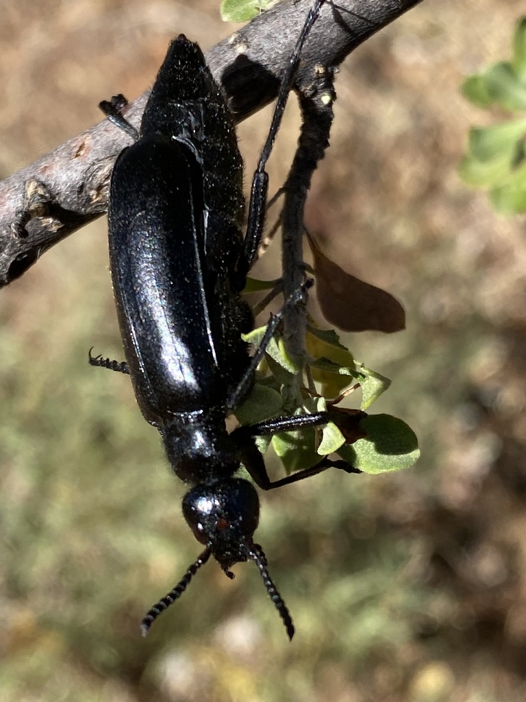 Linsleya suavissima