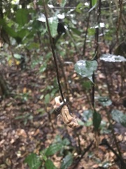 Atherurus africanus