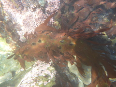 Grateloupia californica
