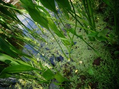 Echinodorus grisebachii