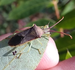 Plinachtus imitator
