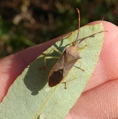 Plinachtus imitator