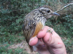 Hypocnemis peruviana