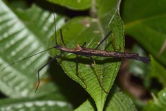 Pseudophasma bispinosum