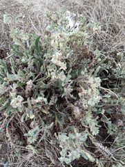 Anchusa aggregata