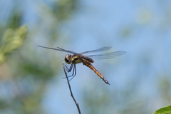 Tramea cophysa