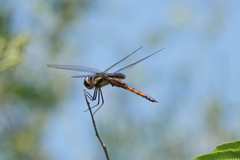 Tramea cophysa