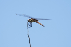 Tramea cophysa