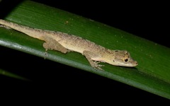 Anolis fuscoauratus