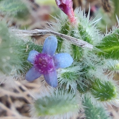 Anchusa aggregata