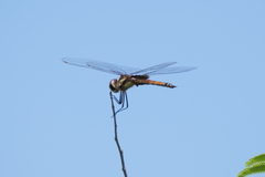 Tramea cophysa