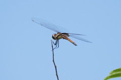 Tramea cophysa
