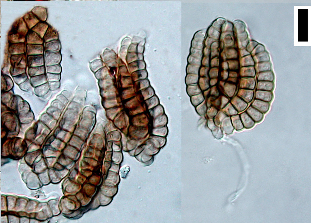 Dictyosporium