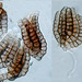 Dictyosporium - Photo (c) Jerry Cooper,  זכויות יוצרים חלקיות (CC BY), uploaded by Jerry Cooper
