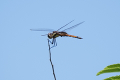 Tramea cophysa