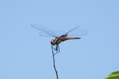 Tramea cophysa