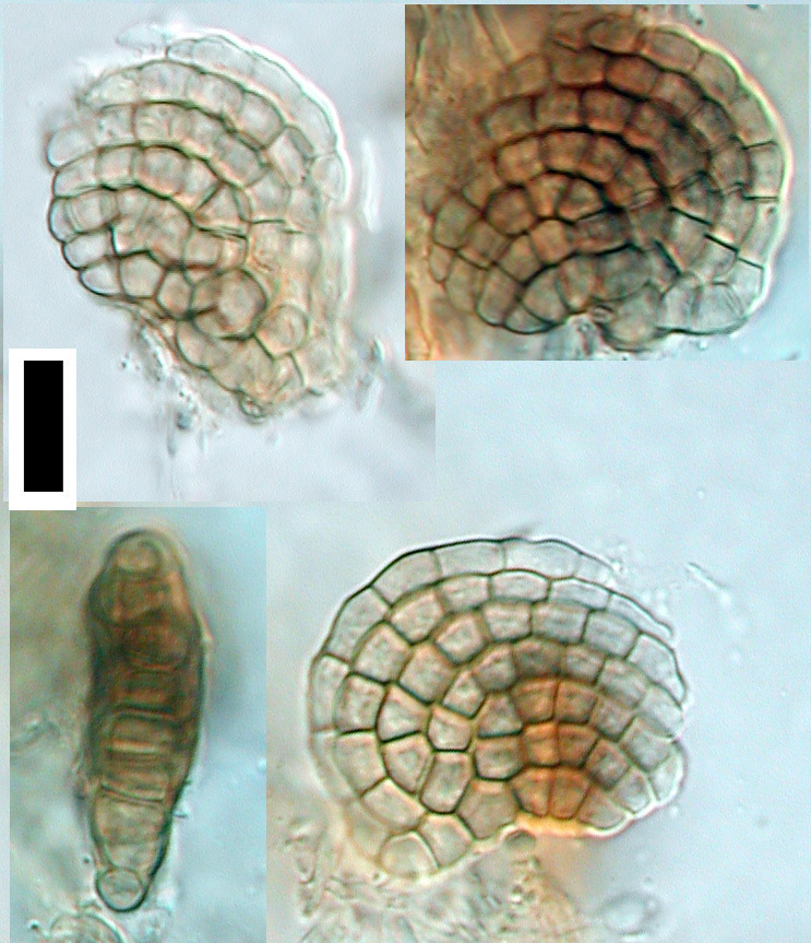 Dictyosporium foliicola