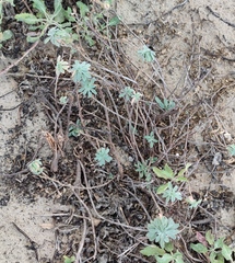 Convolvulus secundus
