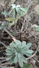 Convolvulus secundus