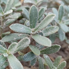 Silene succulenta