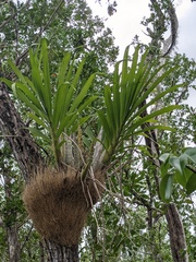 Cyrtopodium punctatum