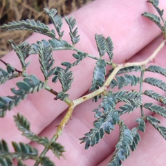 Prosopis farcta