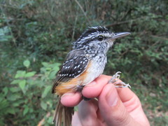 Hypocnemis peruviana