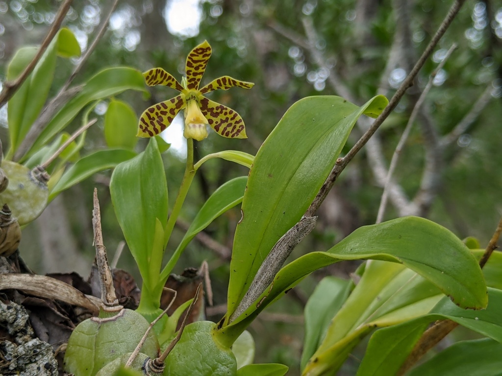 Encyclia bidentata Lindl. 3